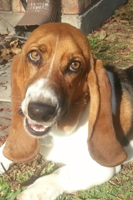 Lola (Loretta)