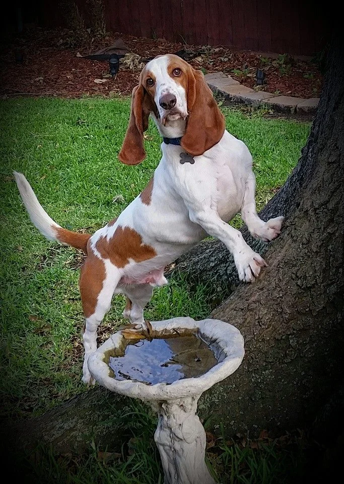 Bailey