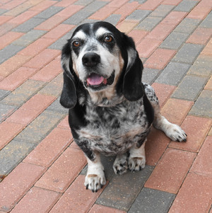 Duke