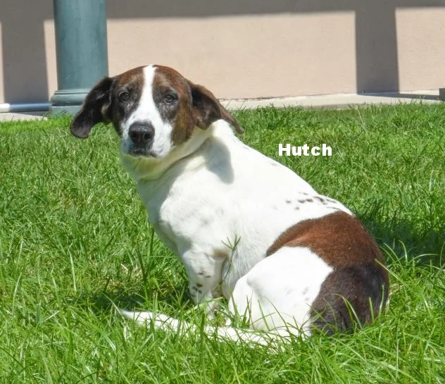 Hutch
