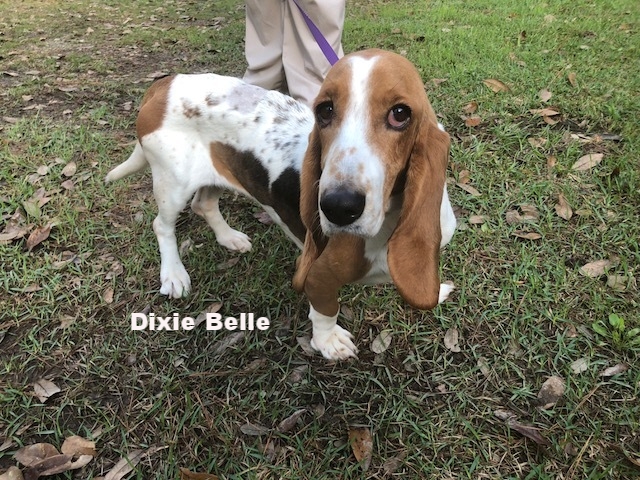 Dixie Belle