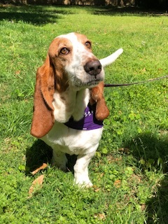 Willie