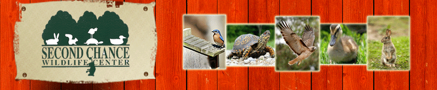 Join Us! Second Chance Wildlife will be visiting HiYa to talk about the local wildlife and their efforts to help wounded and sick animals in our community. 