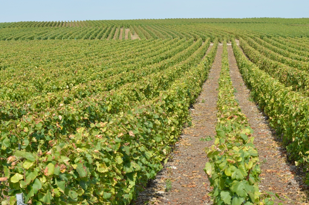 Alignement des vignes (Photo TLQ)
