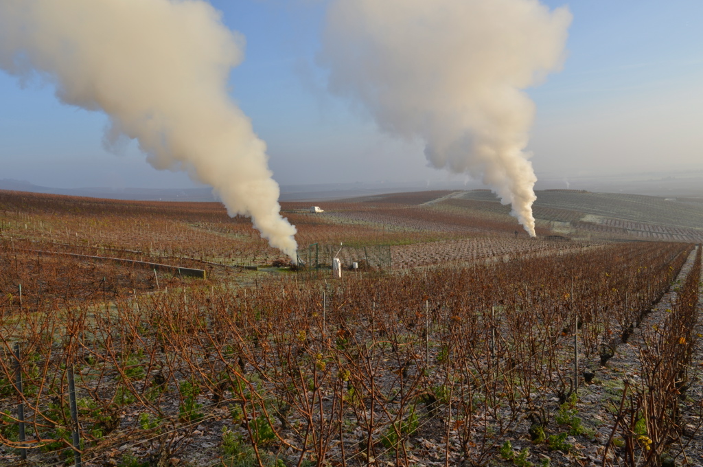 Les fumerolles et la taille des vignes en novembre (Photo TLQ)