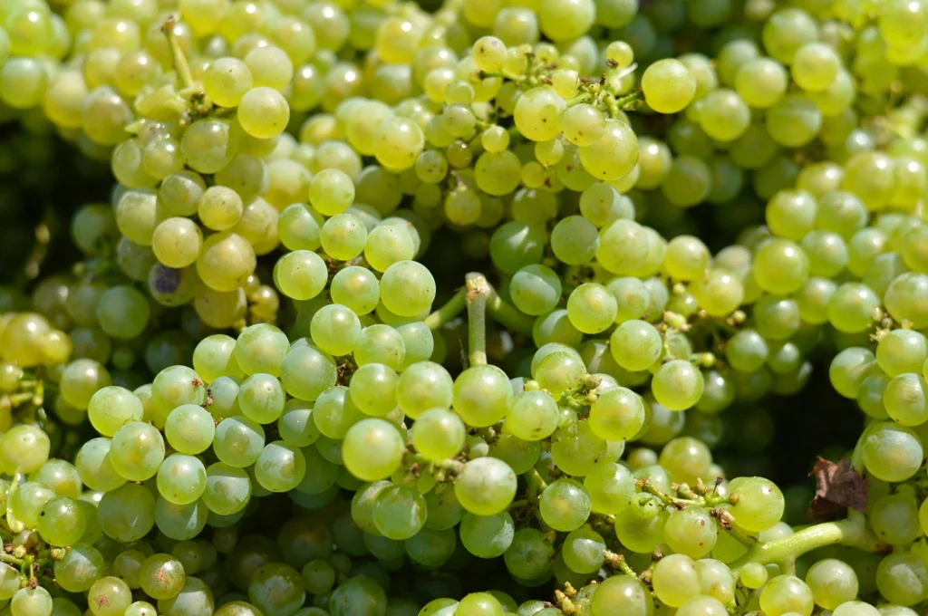 L'or vert de la Champagne : le Chardonnay