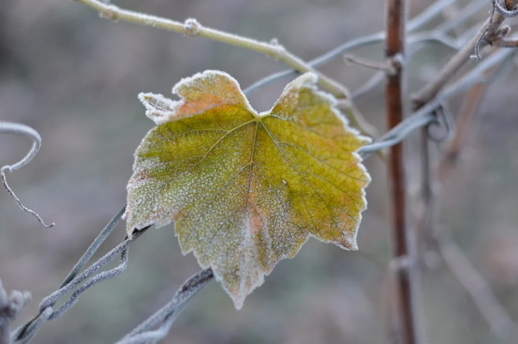 Les Feuilles de vigne résistent au givre (Photo TLQ)