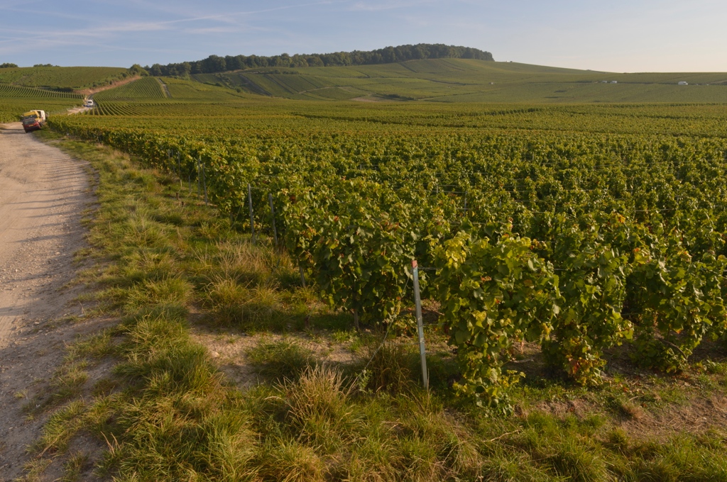 Tous les chemins mènent à la Champagne (Photo TLQ)