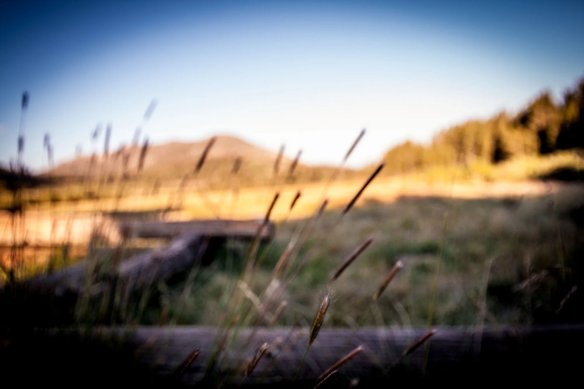 Alpine meadow, Lake Tahoe