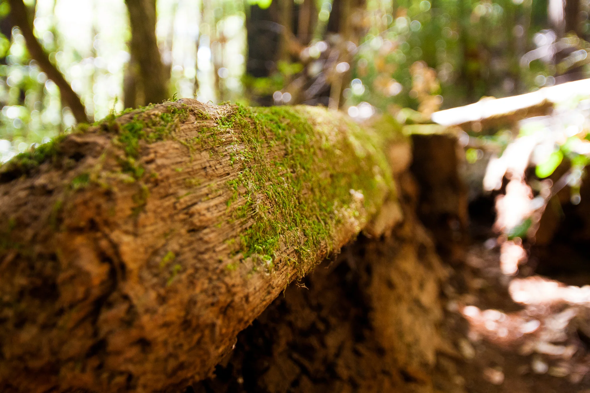 Moss and redwoods