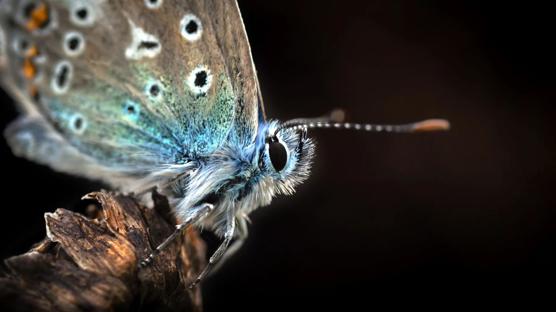 Common Blue Butterfly
