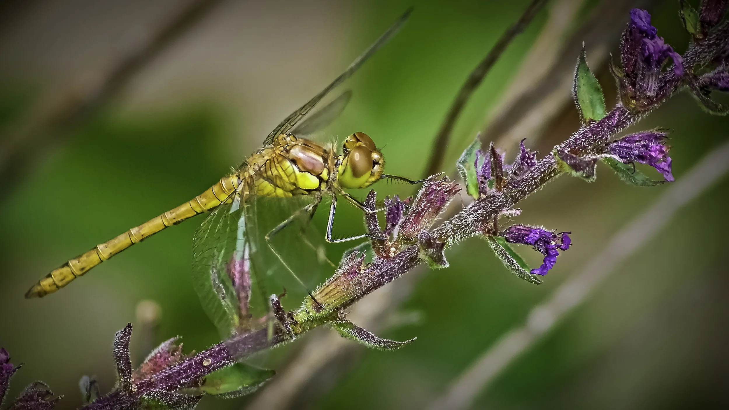 Darter Dragonfly