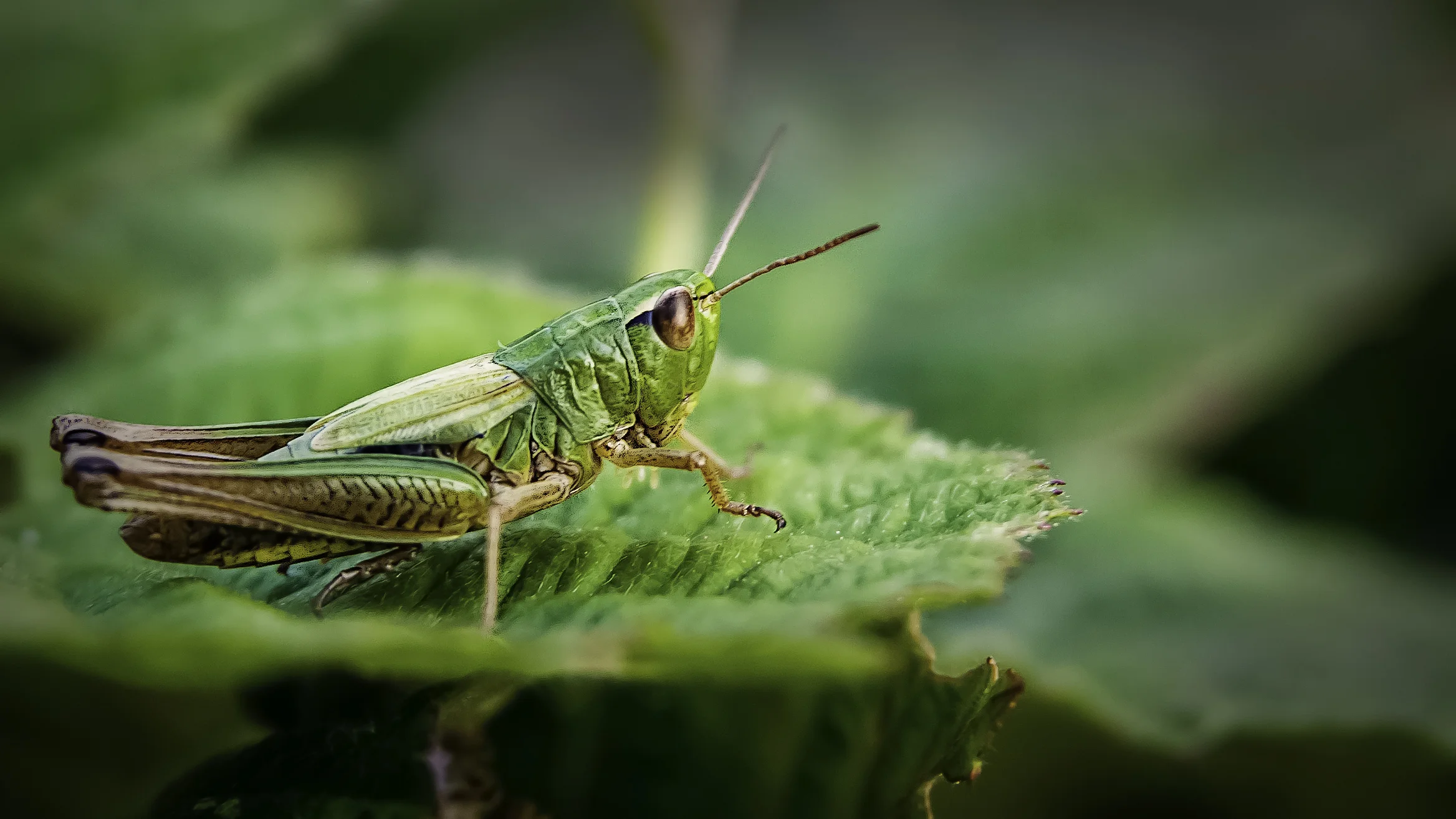Grasshopper