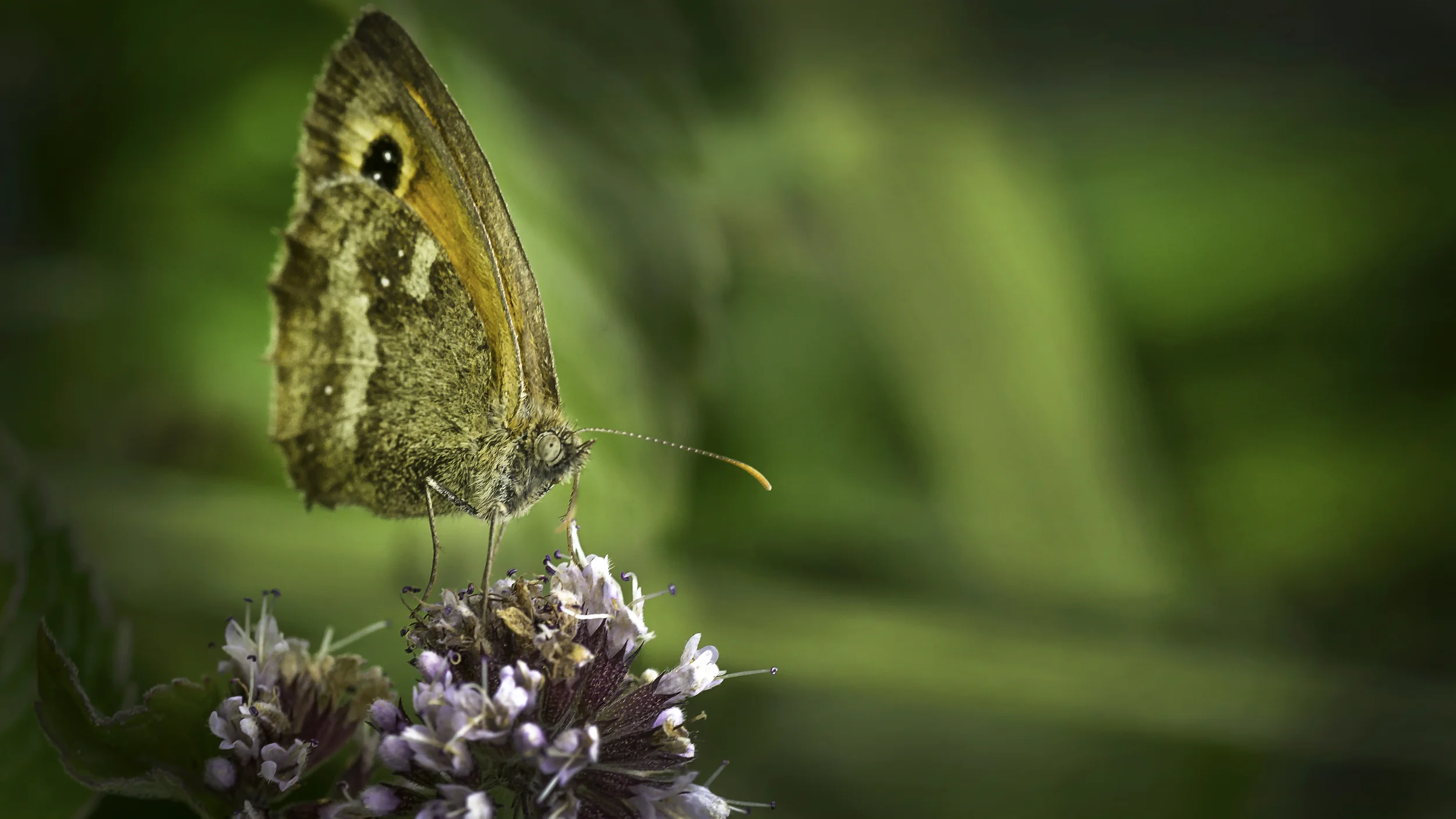 Gatekeeper Butterfly