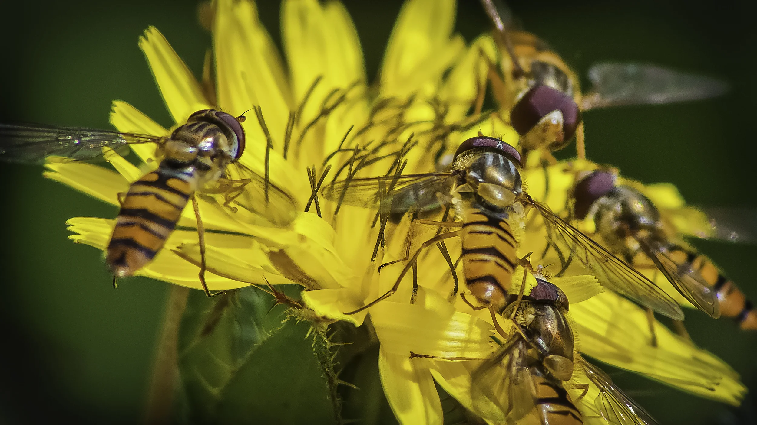 Hover Fly's