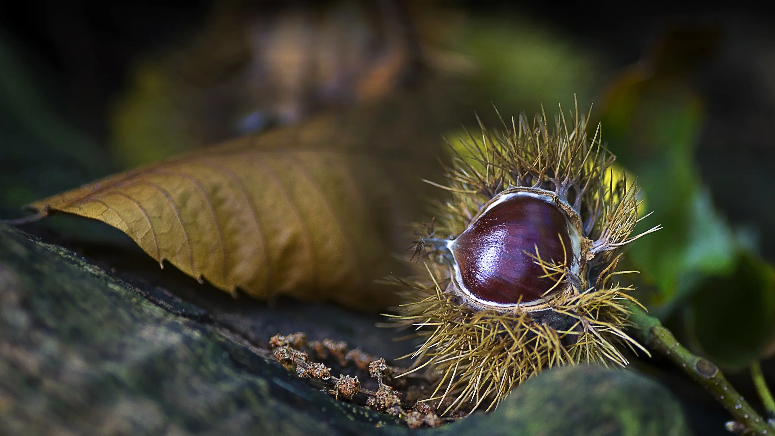 Horse Chestnut