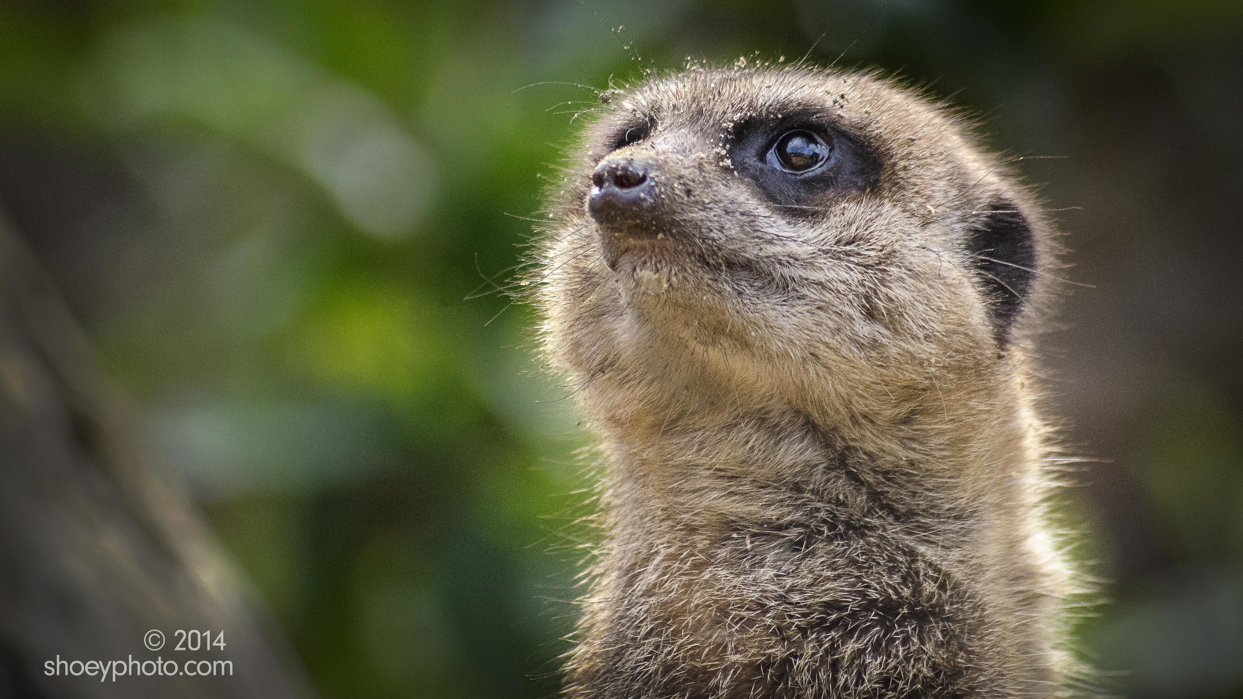 Meerkat