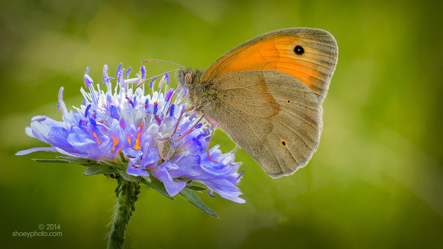The Meadow Brown Butterfly