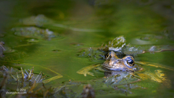 Toad-720-logo.gif