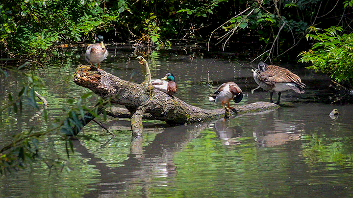 Duck-on-log-Cine-720.gif