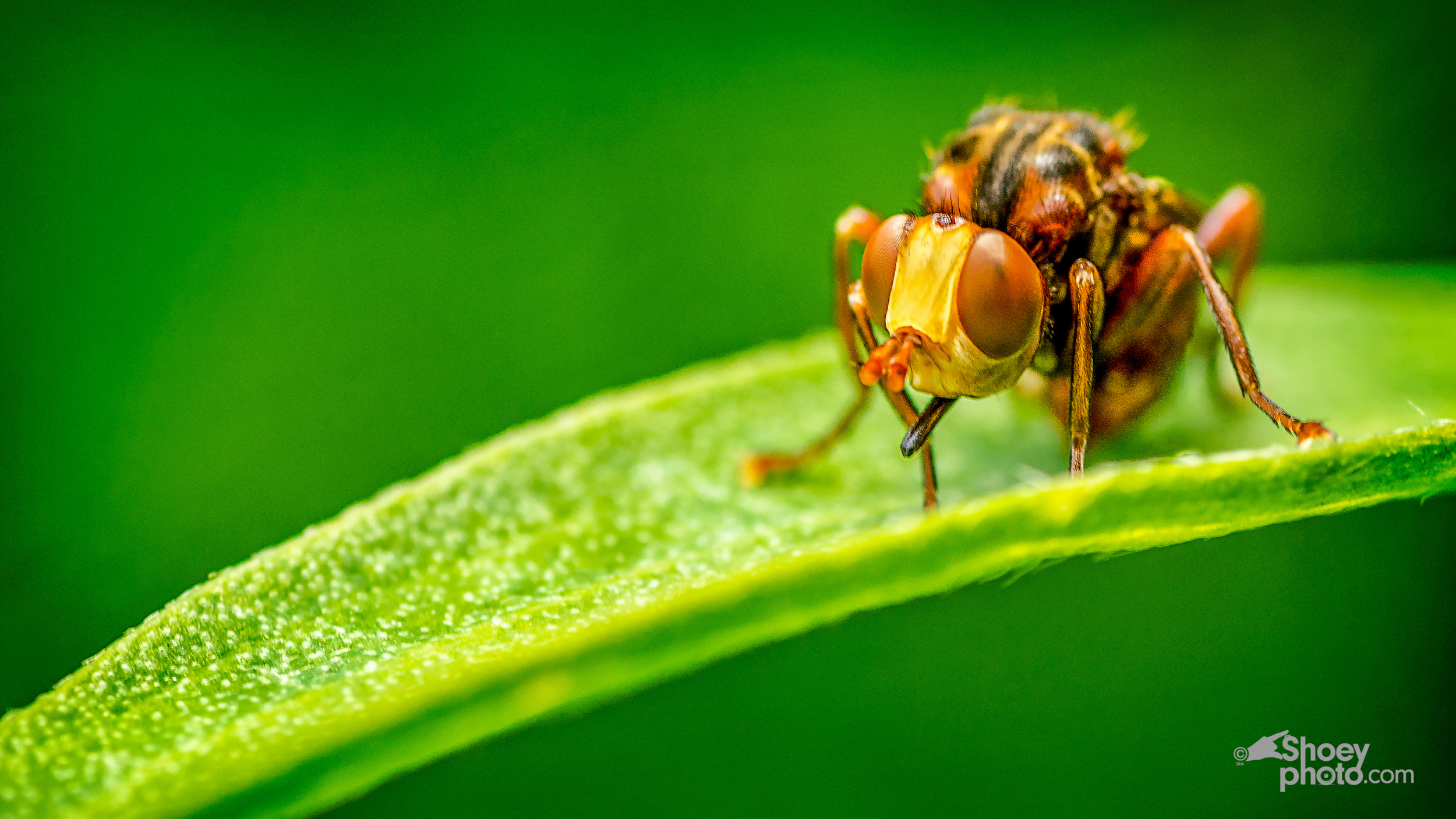 The Bug
