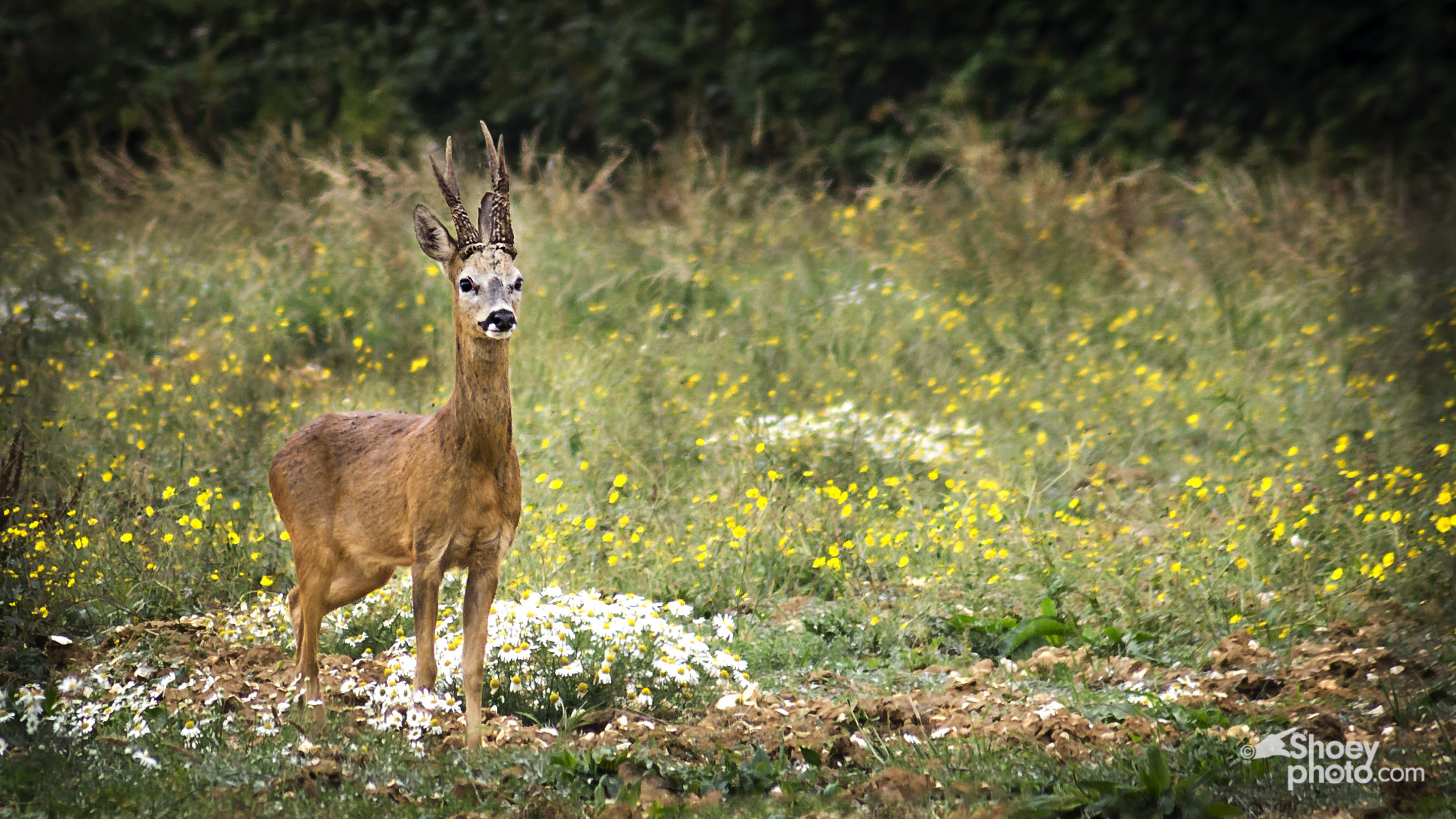  Roe Deer (Click image to enlarge)