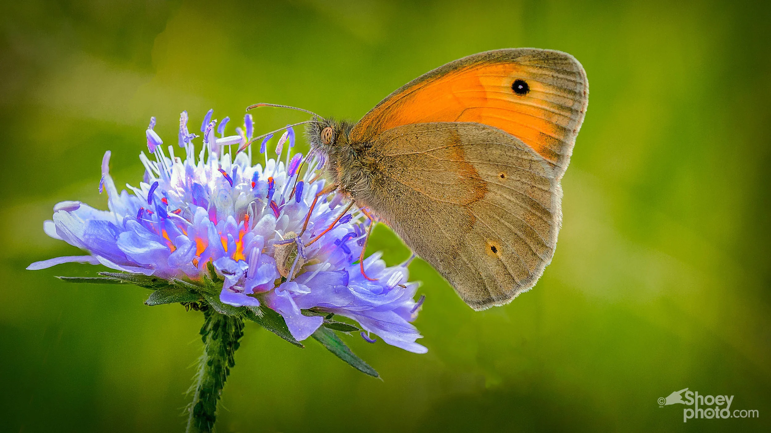  Meadow Brown Butterfly (Click image to enlarge)