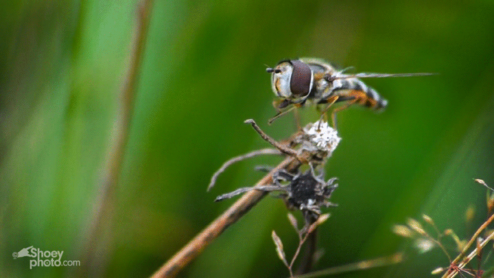 Hoverfly-Cine-Clip.gif