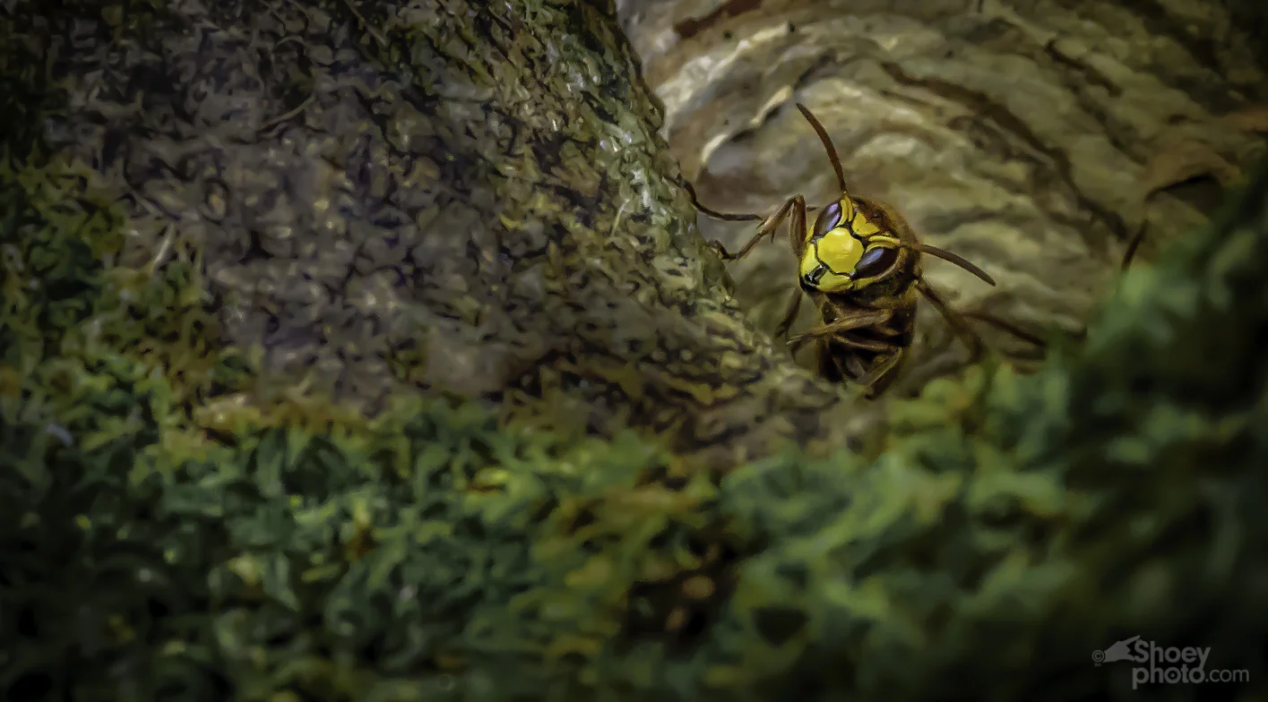 A European Hornet