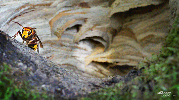  A Cinemagraph of Hornets 