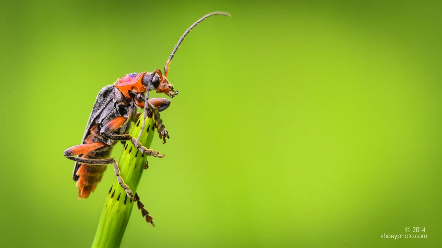A Soldier Beetle