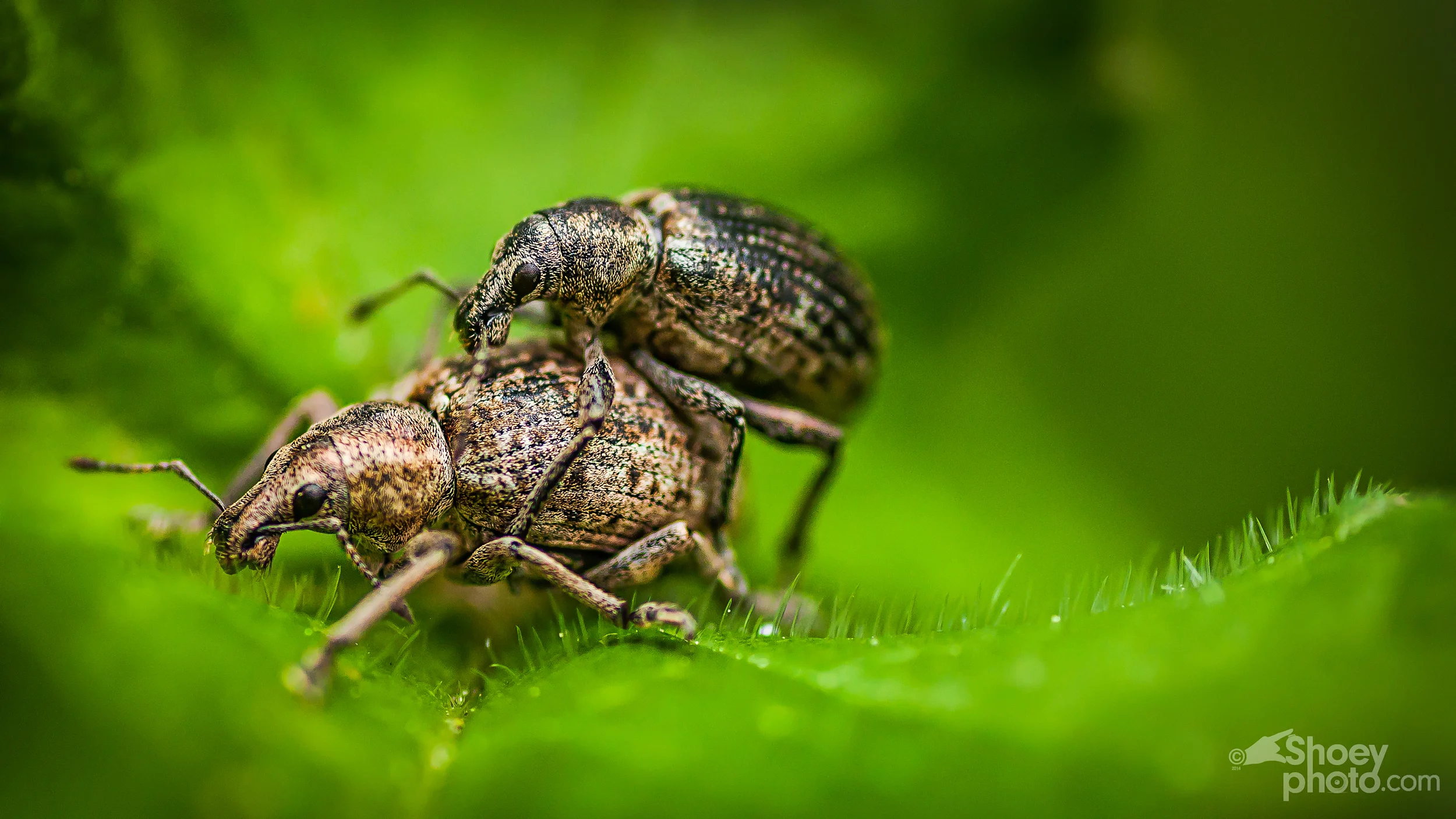 Weevils.jpg