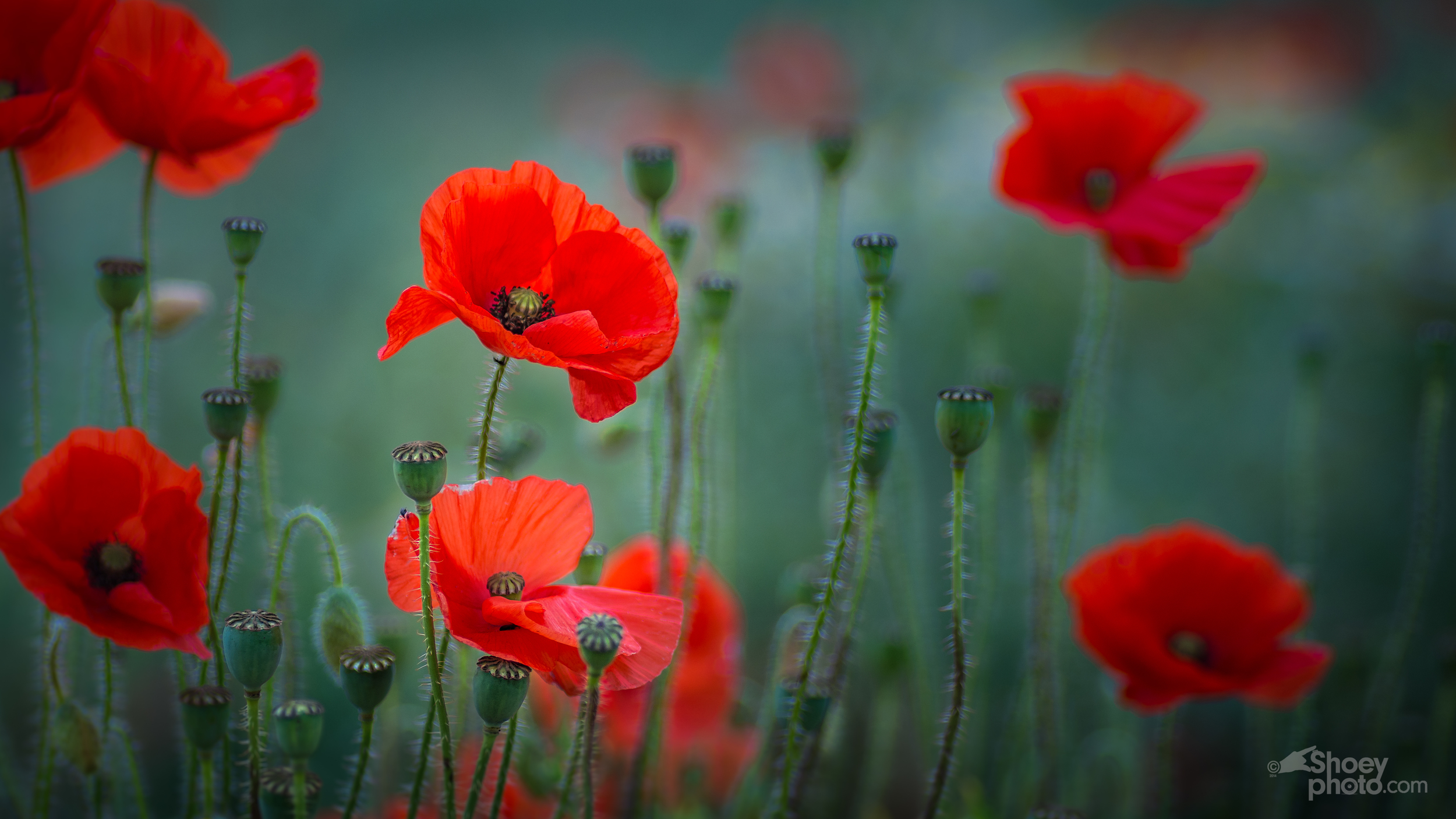 Poppies