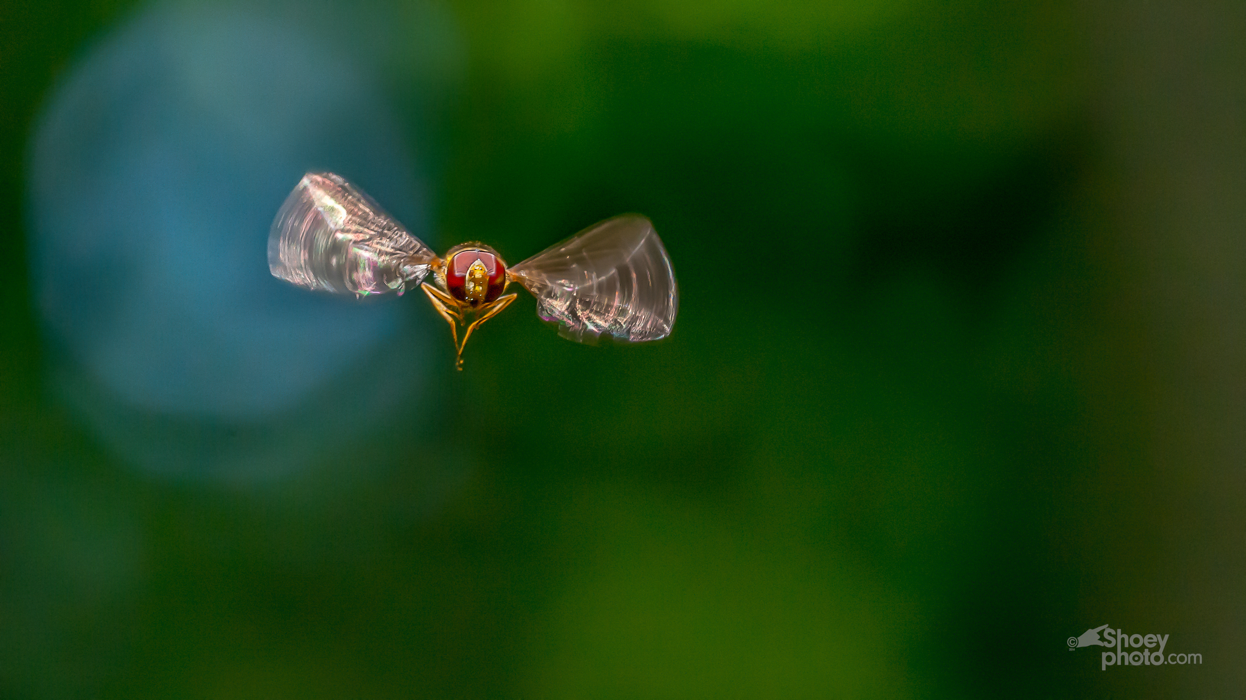 The Hoverfly