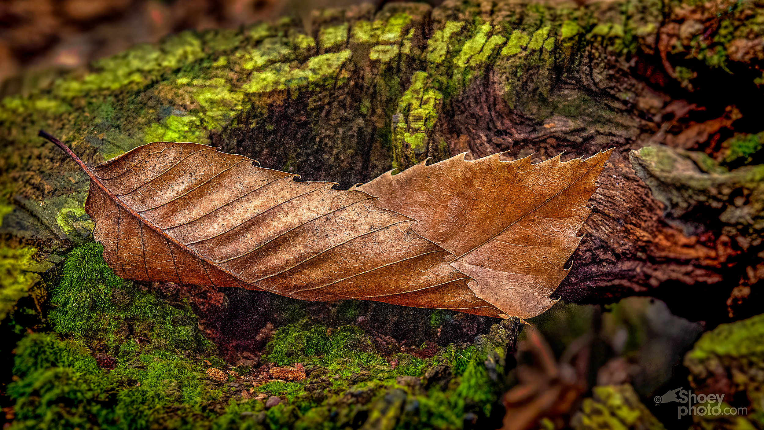 An Autumn Leaf