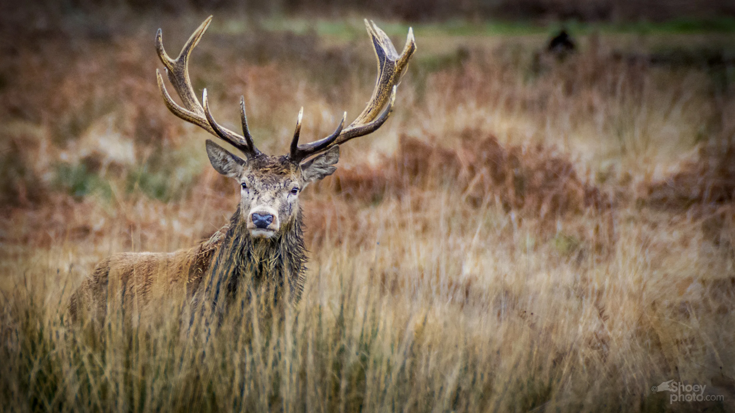 The Stag