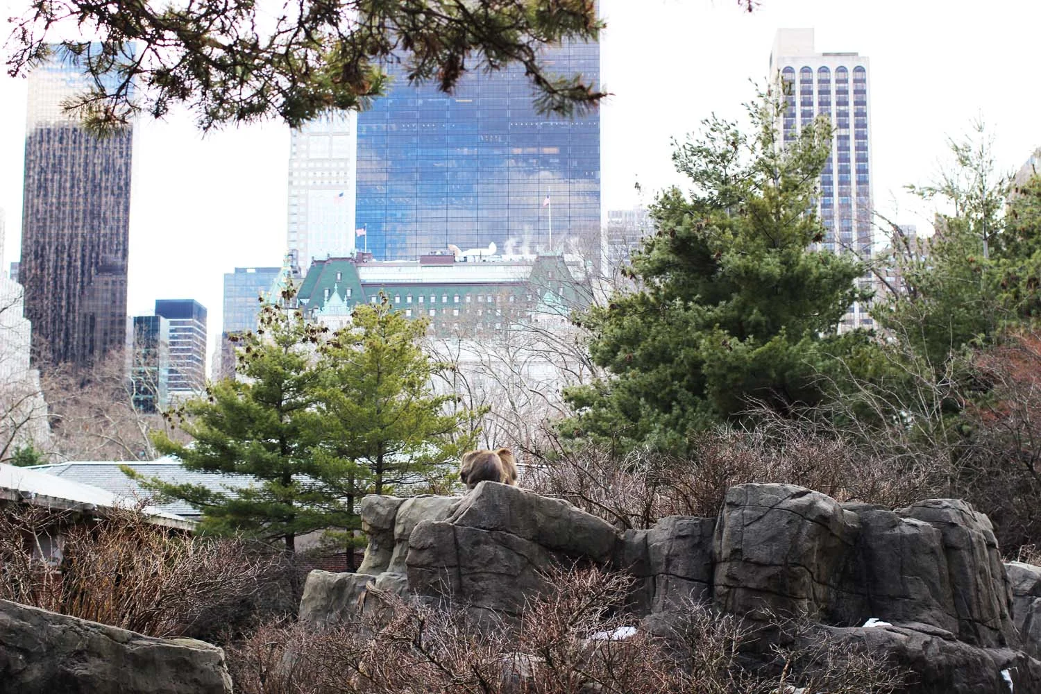 Snow Monkeys at the Central Park Zoo; Image: Laura Messersmith