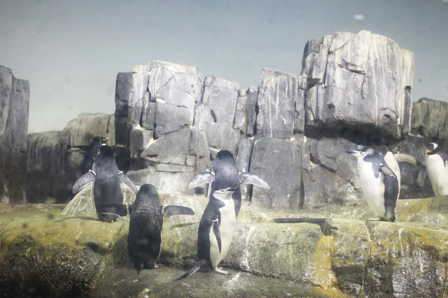 Penguins at Central Park Zoo; Image: Laura Messersmith