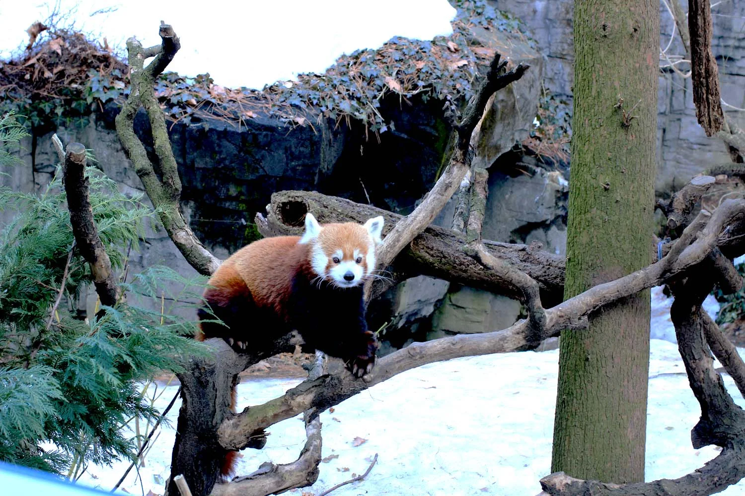 Red Panda at Central Park Zoo; Image: Laura Messersmith