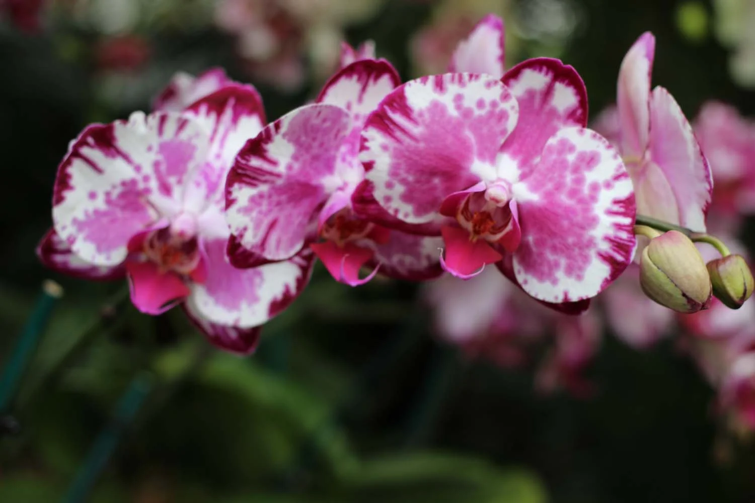New York Botanical Garden Orchid Show; Image: Laura Messersmith