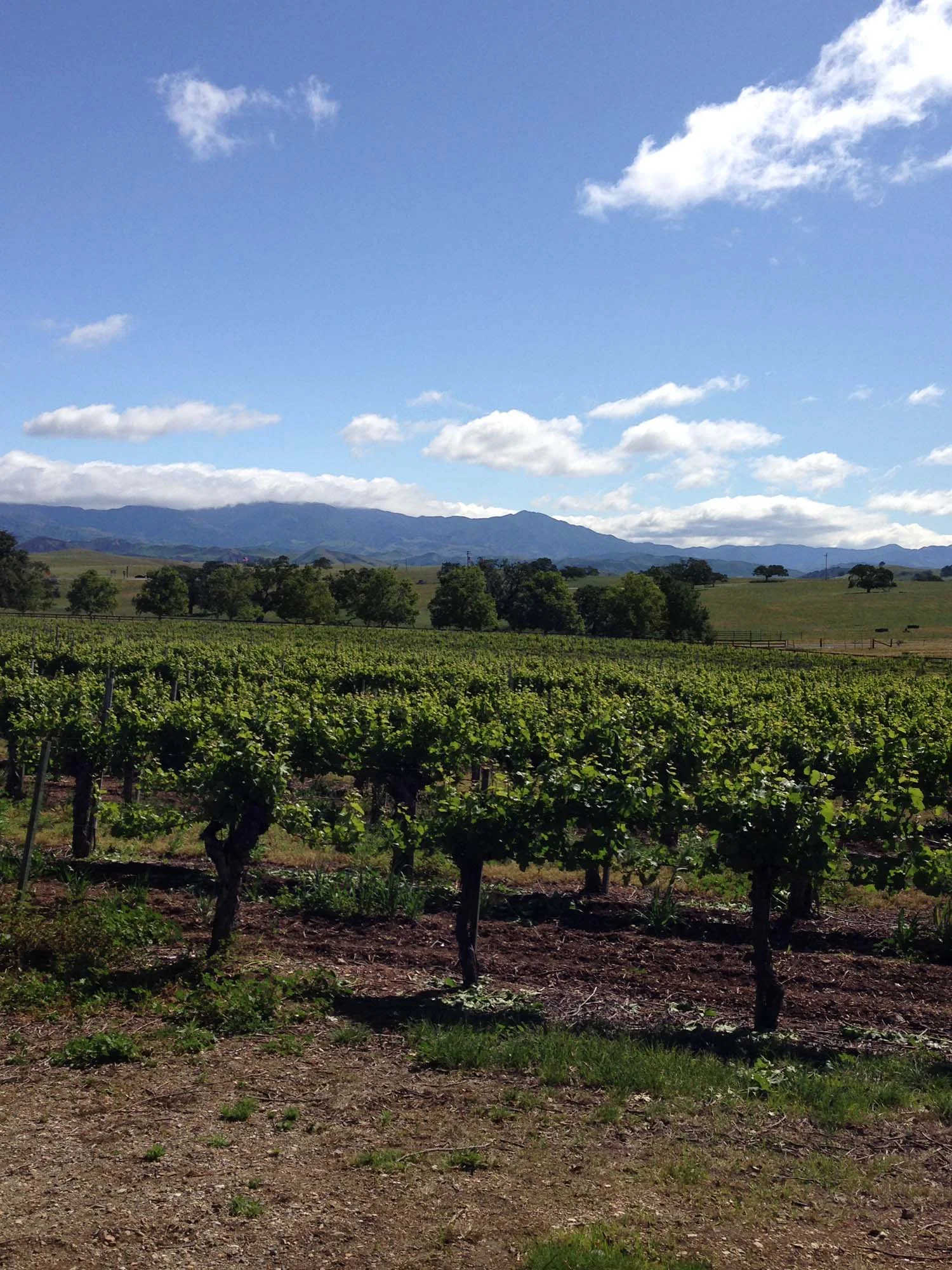 Santa Ynez Valley, California | Image: Laura Messersmith