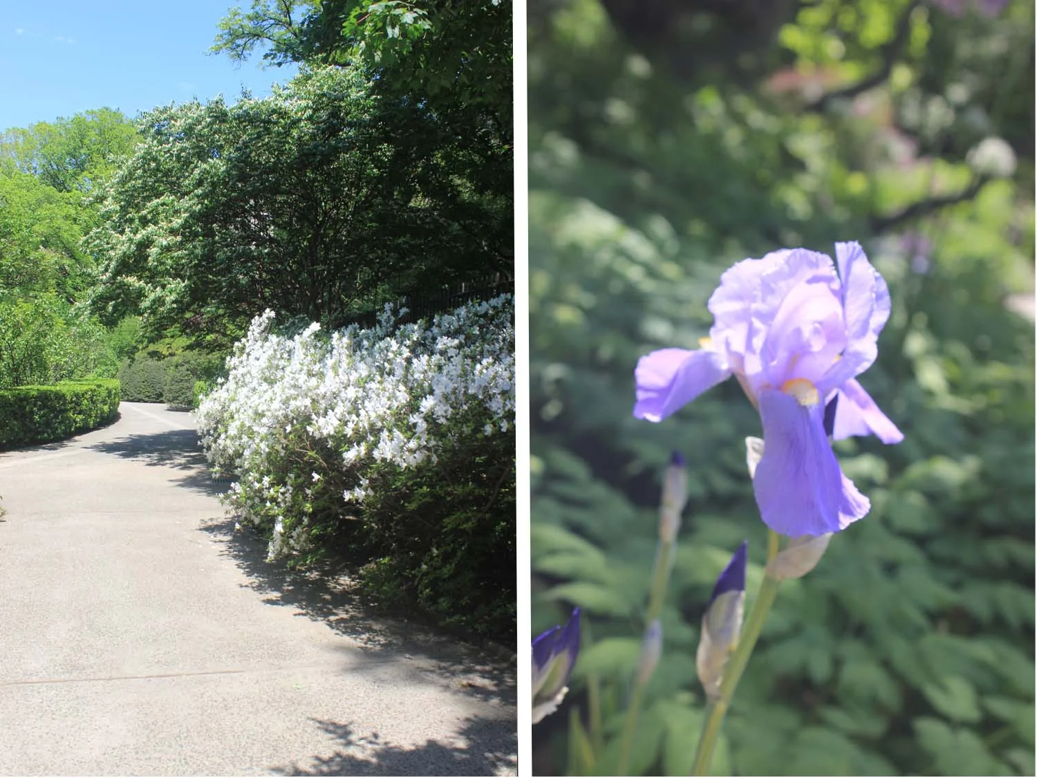 Central Park Conservatory Garden | Image: Laura Messersmith