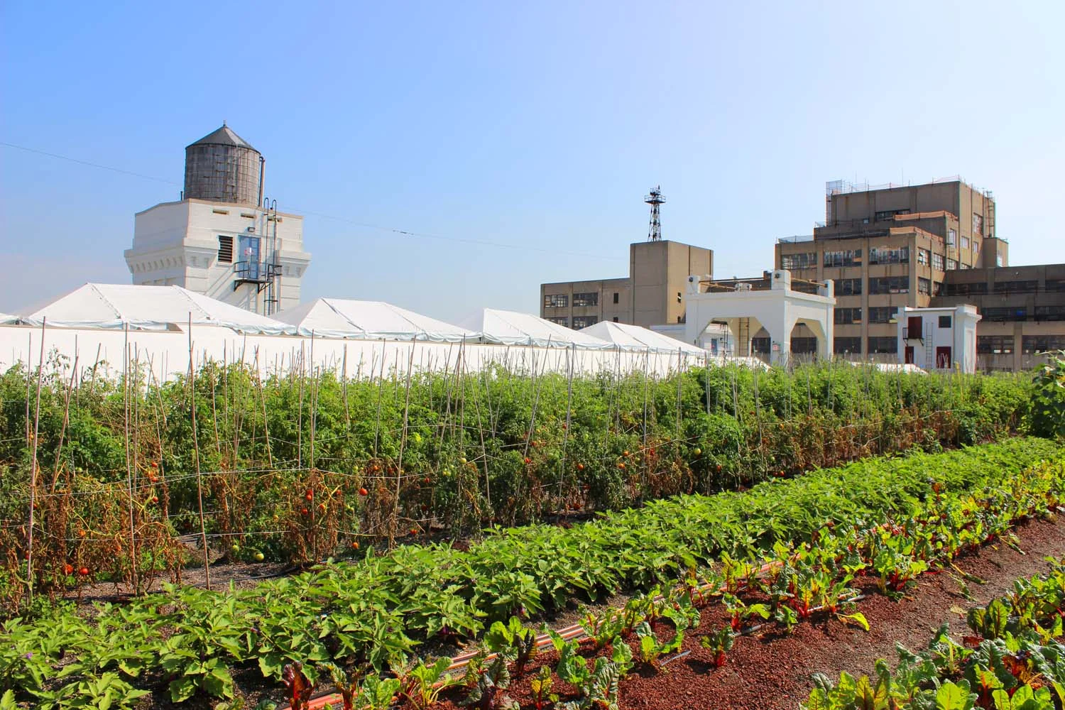 Brooklyn Grange Farm, Brooklyn Navy Yard | Image: Laura Messersmith