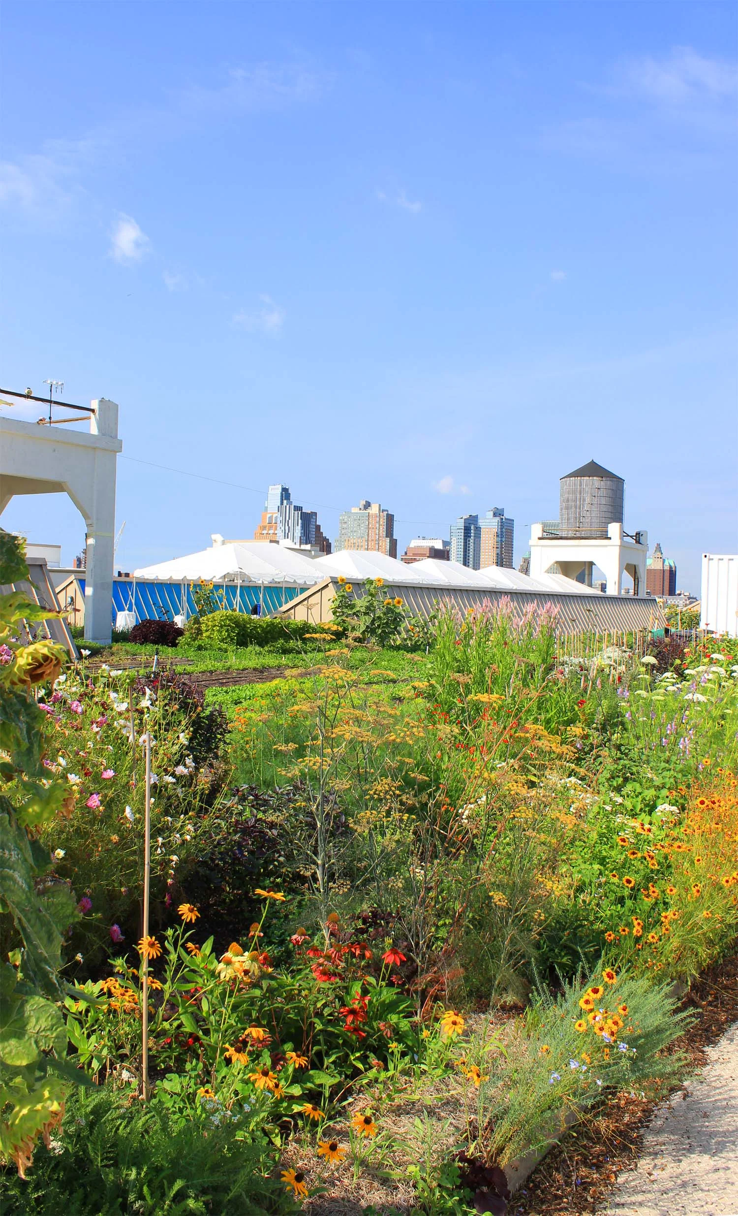 Brooklyn Grange Farm, Brooklyn Navy Yard | Image: Laura Messersmith
