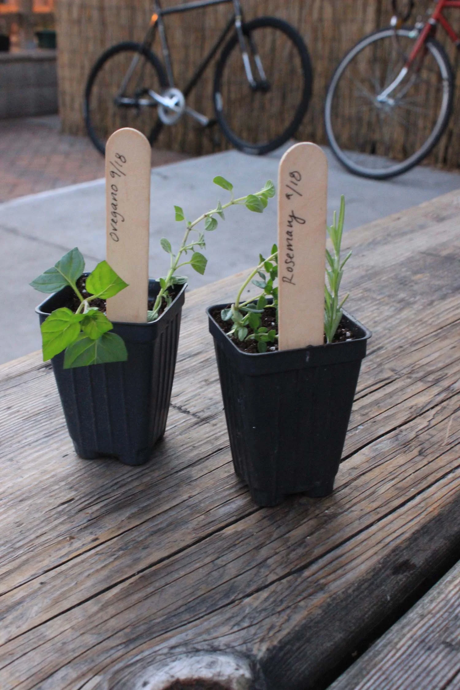 Herb Cuttings | Image: Laura Messersmith