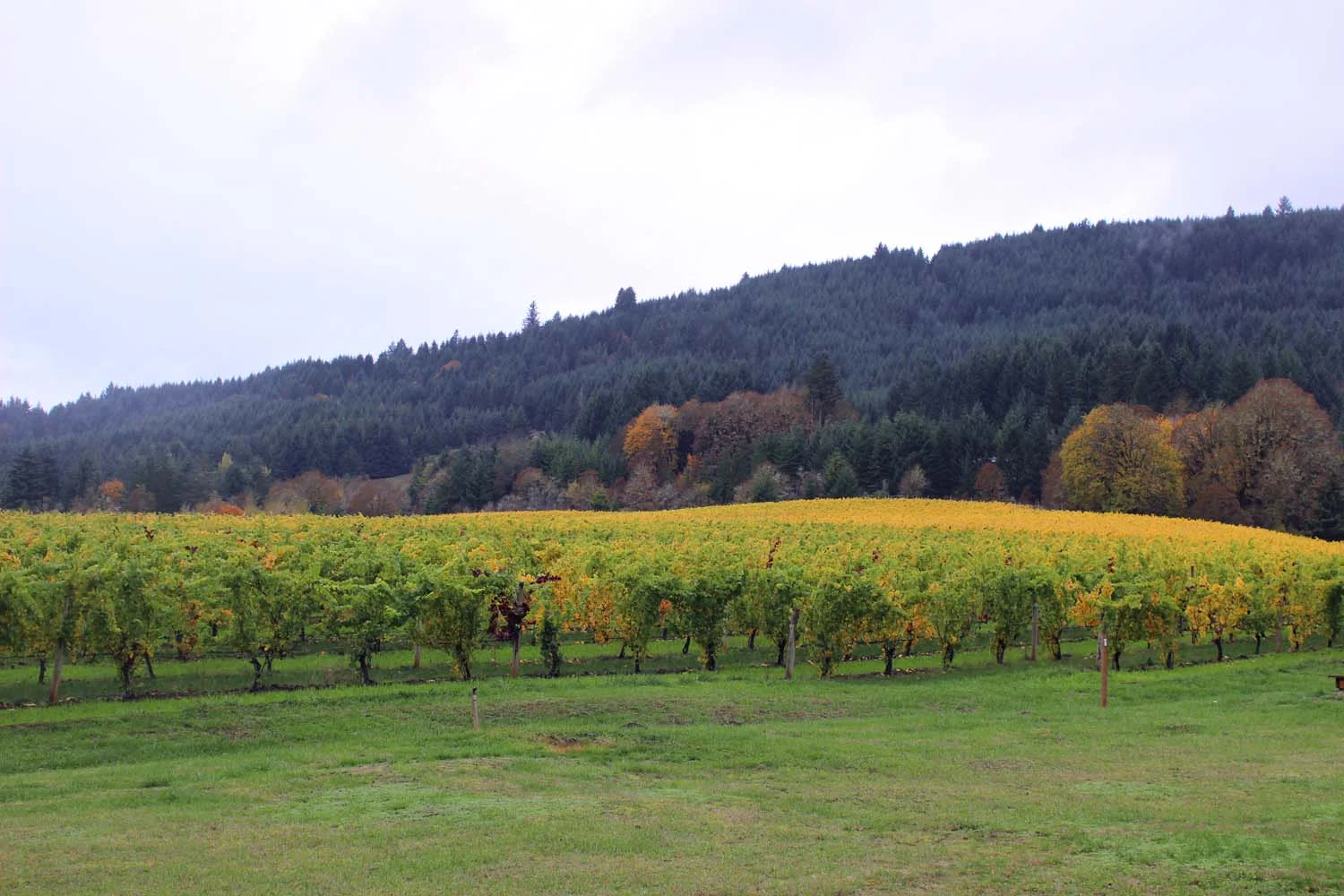 Willamette Valley Wine Country, Oregon | Image: Laura Messersmith