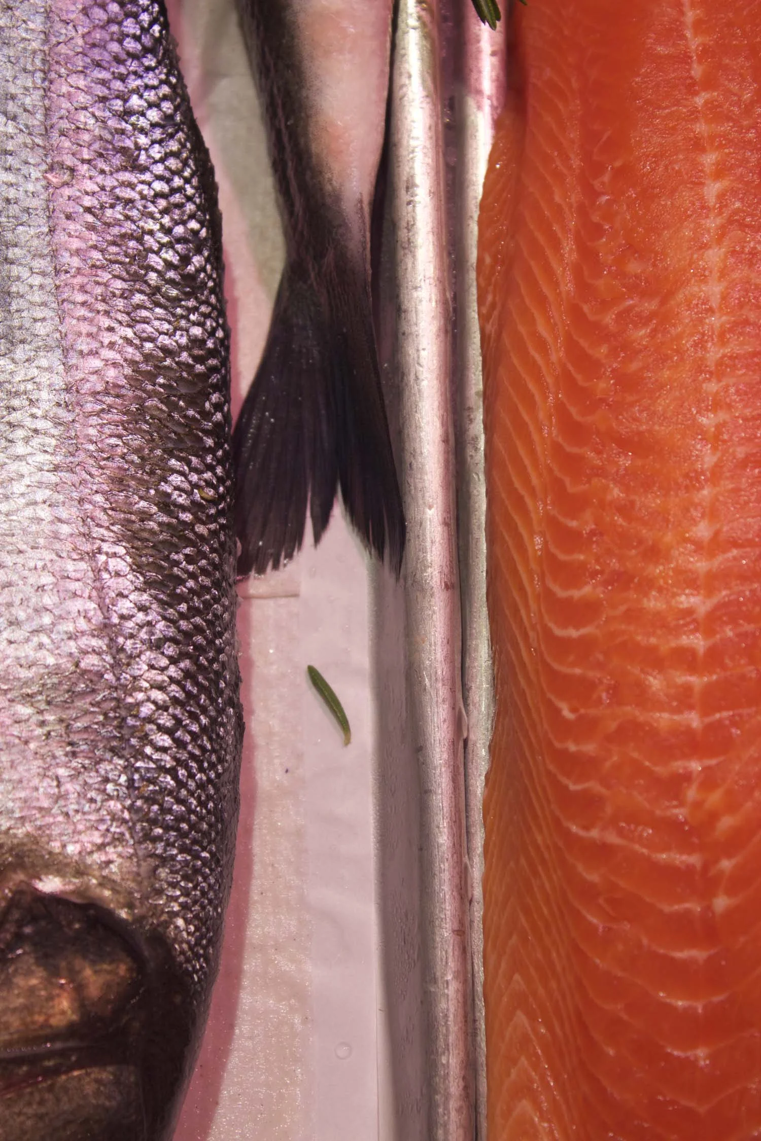 Fish | Image: Laura Messermith