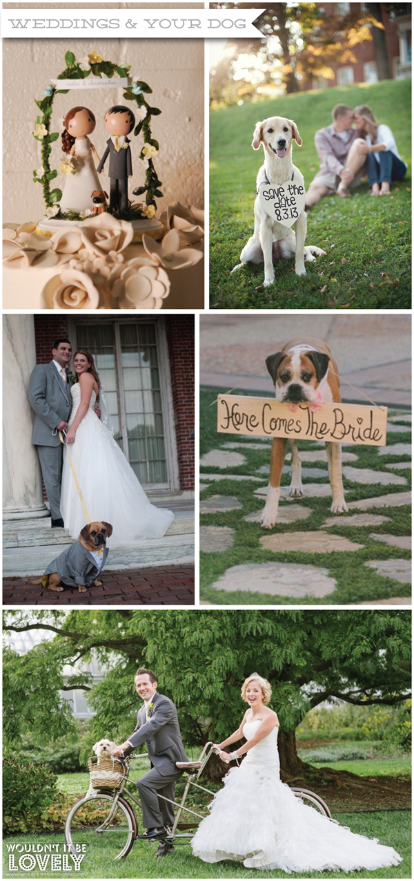 dog+wedding.jpg