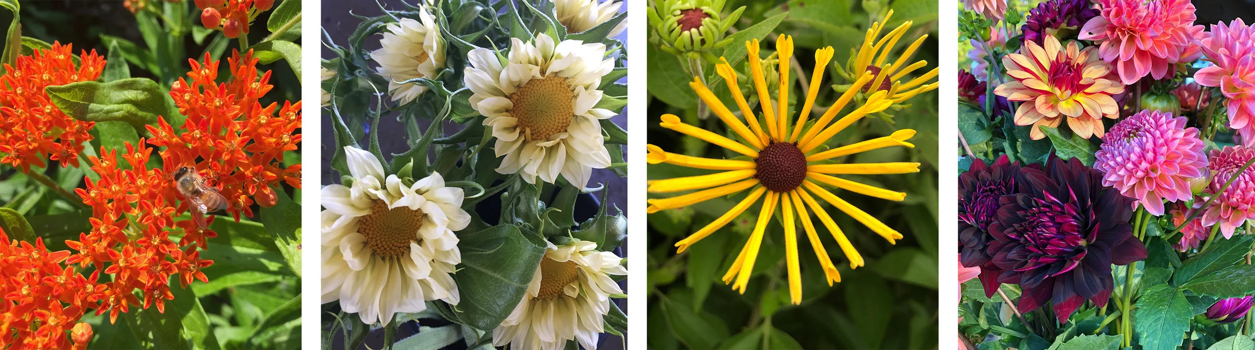 flowercloseups.jpg