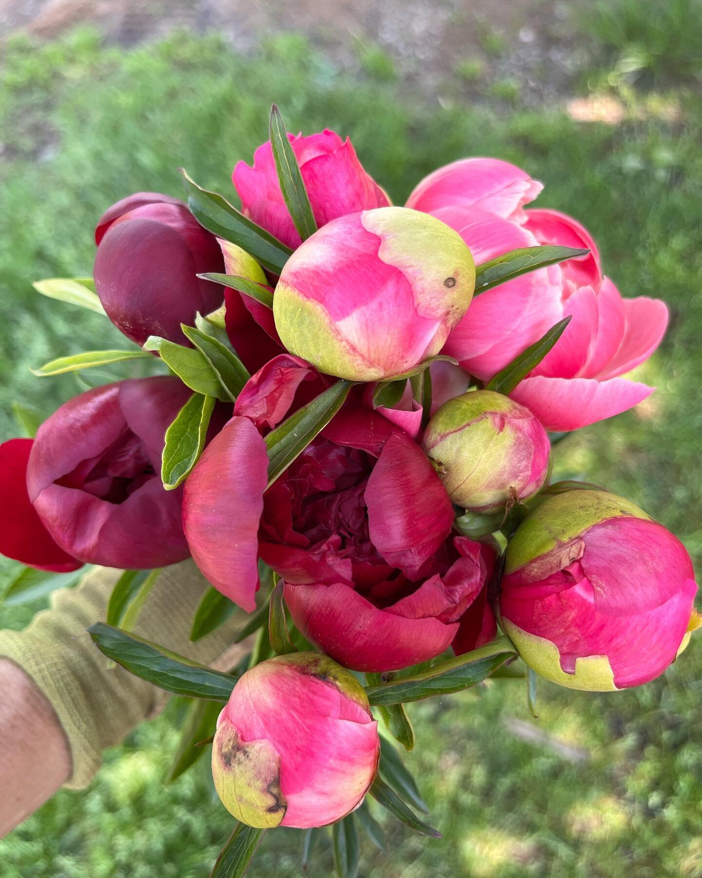 Had to keep a few.  Shout out to all the flower farmers who will be harvesting these beauties over the next few weeks.  Peony season means not much else happens when you can harvest and process four or six times a day.  But they sure are worth it!  #